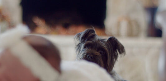 Things To Take Care When Dog And New Baby Are At The Same Place