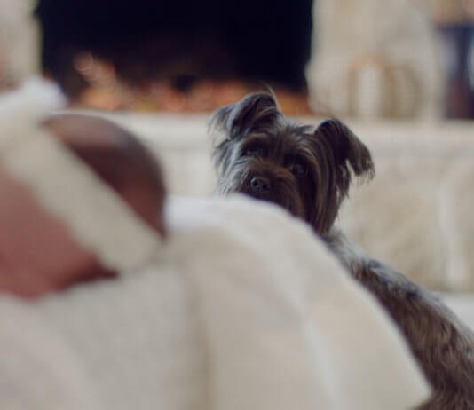 Things To Take Care When Dog And New Baby Are At The Same Place