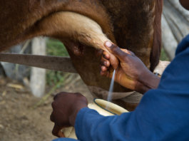 How Safe Is Cow’s Milk For Your Baby