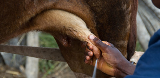 How Safe Is Cow’s Milk For Your Baby